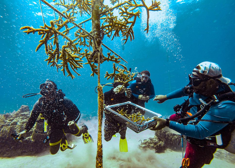 Coral reef efforts from the Sandals Foundation